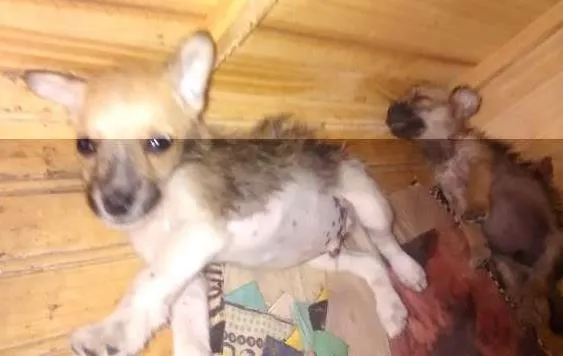 Cachorro ra a Labrador com Poodle idade Abaixo de 2 meses nome Pretinho, Pipoca, F
