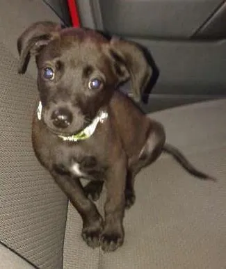 Cachorro ra a SRD idade 2 a 6 meses nome Milhu