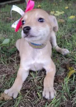 Cachorro raça SRD idade 2 a 6 meses nome Sálvia