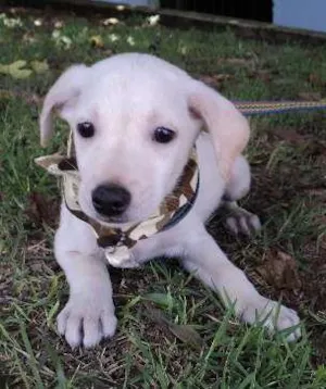 Cachorro raça SRD idade 2 a 6 meses nome Coentro