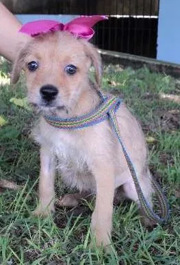 Cachorro raça SRD idade 2 a 6 meses nome Páprica