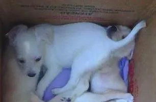 Cachorro ra a Fox Terrier idade Abaixo de 2 meses nome adote