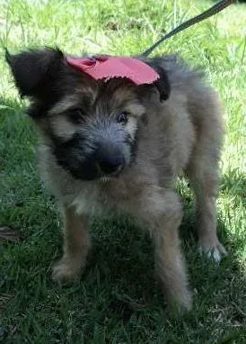Cachorro ra a SRD idade 2 a 6 meses nome Canela