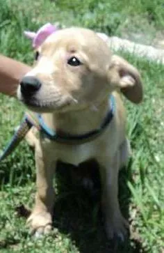 Cachorro raça SRD idade 2 a 6 meses nome Mostarda