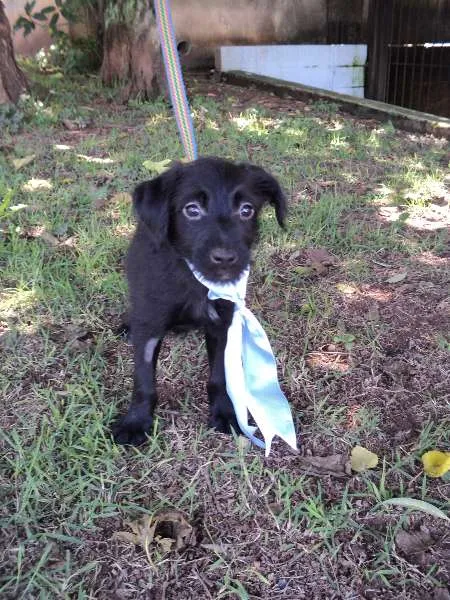 Cachorro ra a SRD idade 2 a 6 meses nome Anis