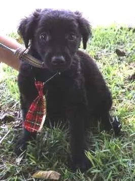 Cachorro ra a SRD idade 2 a 6 meses nome Endro