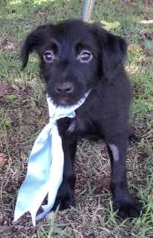 Cachorro ra a SRD idade 2 a 6 meses nome Anis