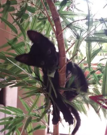 Gato ra a  idade Abaixo de 2 meses nome Milu