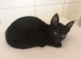 Milu