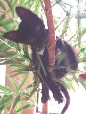 Gato ra a  idade Abaixo de 2 meses nome Milu
