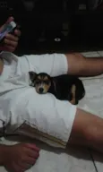 Lobinho