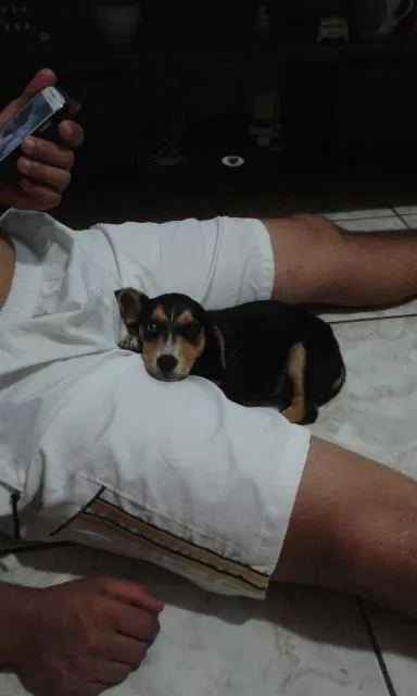Cachorro ra a SRD idade 2 a 6 meses nome Lobinho