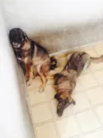Xuxa e Tini