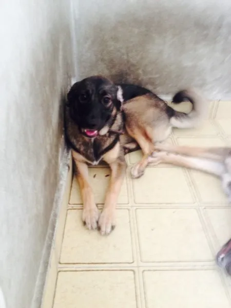 Cachorro ra a Sem raça definida idade 7 a 11 meses nome Xuxa e Tini