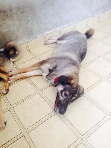 Cachorro ra a Sem raça definida idade 7 a 11 meses nome Xuxa e Tini