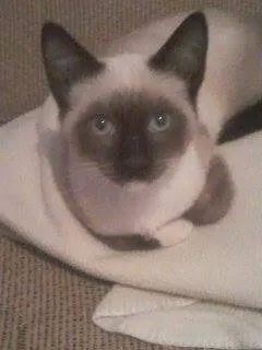 Gato raça Siamês idade 2 a 6 meses nome willy