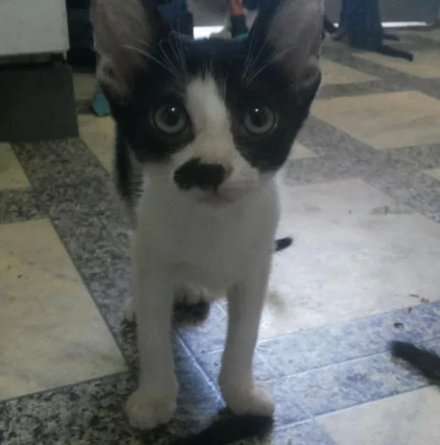 Gato ra a raça não defjnida idade 2 a 6 meses nome Bartolomeu, Clara e
