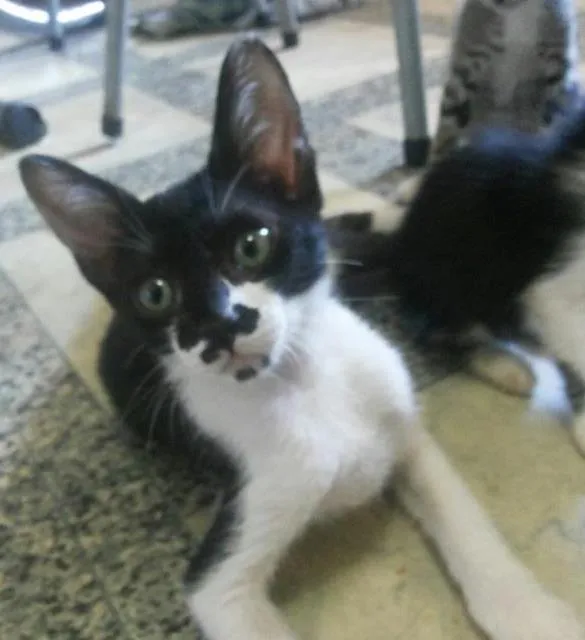 Gato ra a raça não defjnida idade 2 a 6 meses nome Bartolomeu, Clara e