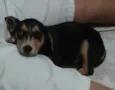 Lobinho