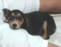 Cachorro ra a SRD idade 2 a 6 meses nome Lobinho