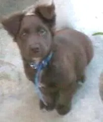 Cachorro raça  idade 7 a 11 meses nome Luk