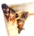 Xuxa e Tini