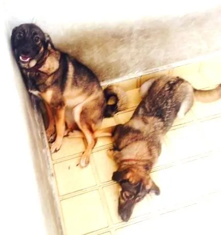 Cachorro ra a Sem raça definida idade 7 a 11 meses nome Xuxa e Tini