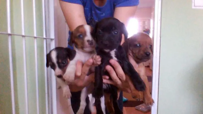 Cachorro raça SRD idade Abaixo de 2 meses nome Meninas