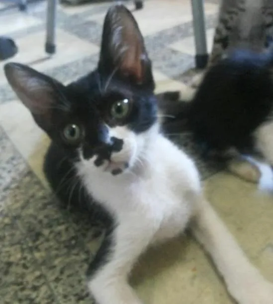 Gato ra a raça não defjnida idade 2 a 6 meses nome Bartolomeu, Clara e
