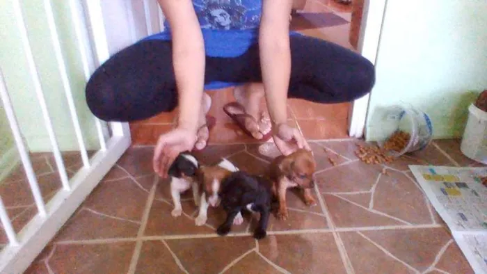Cachorro raça SRD idade Abaixo de 2 meses nome Meninas