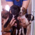 Meninas