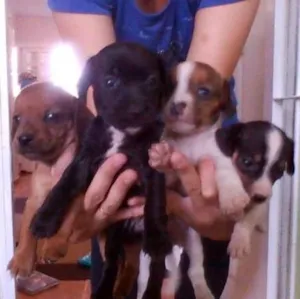 Cachorro raça SRD idade Abaixo de 2 meses nome Meninas