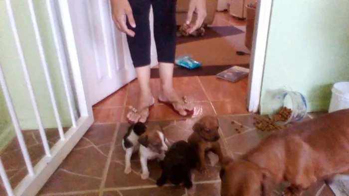 Cachorro raça SRD idade Abaixo de 2 meses nome Meninas