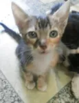 Nymeria, Zeus e Bizu