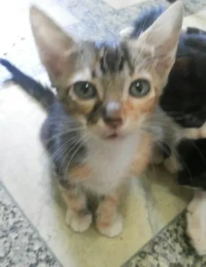 Gato raça raça não definida idade Abaixo de 2 meses nome Nymeria, Zeus e Bizu