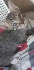 Nymeria, Zeus e Bizu