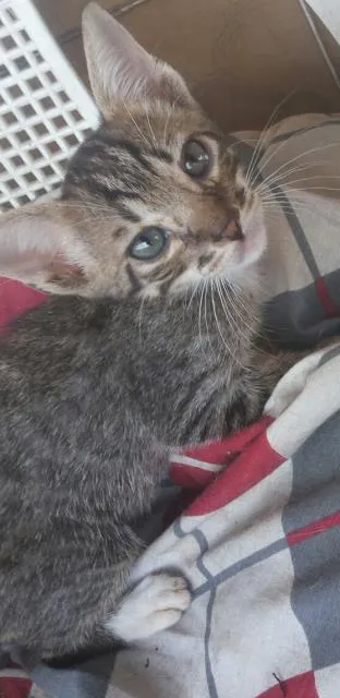 Gato ra a raça não definida idade Abaixo de 2 meses nome Nymeria, Zeus e Bizu