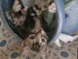 Nymeria, Zeus e Bizu