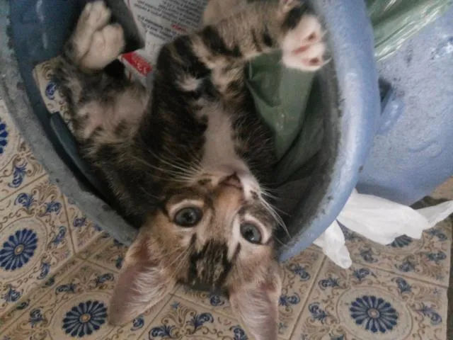 Gato ra a raça não definida idade Abaixo de 2 meses nome Nymeria, Zeus e Bizu