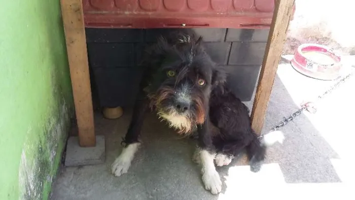 Cachorro raça  idade 2 a 6 meses nome Bile