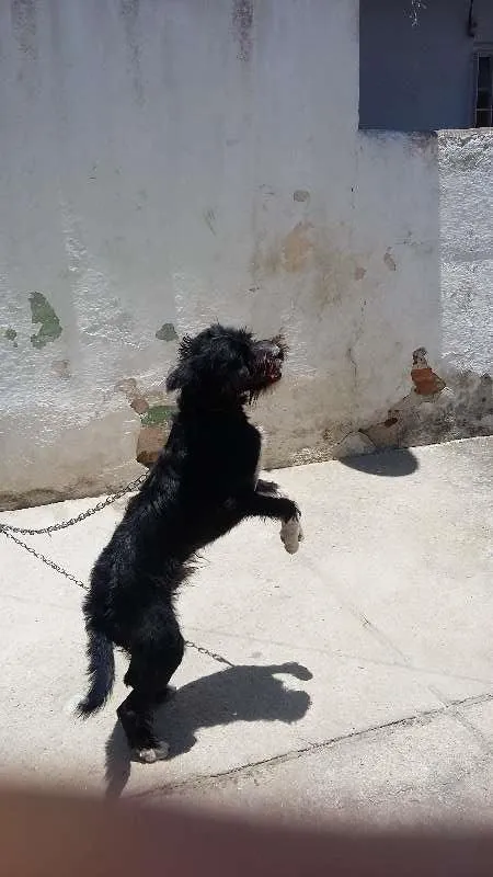 Cachorro raça  idade 2 a 6 meses nome Bile