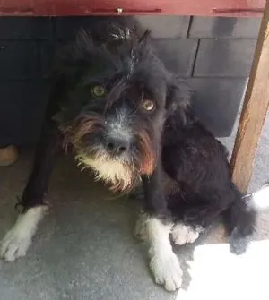 Cachorro raça  idade 2 a 6 meses nome Bile
