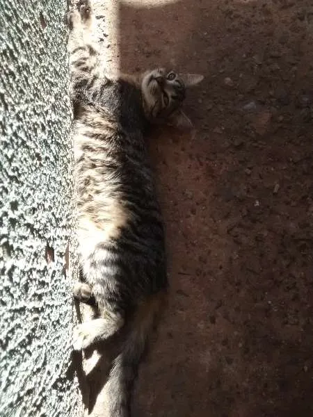 Gato ra a nenhuma idade 1 ano nome shana