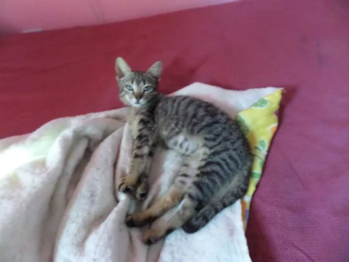 Gato ra a nenhuma idade 1 ano nome shana
