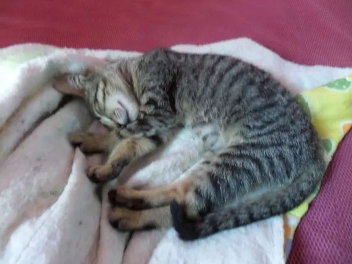Gato ra a nenhuma idade 1 ano nome shana