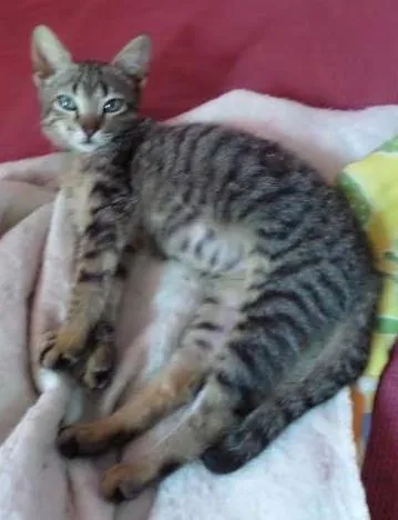 Gato ra a nenhuma idade 1 ano nome shana