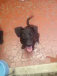 Cachorro raça Labrador idade 2 a 6 meses nome Pretinha