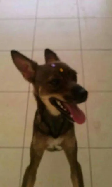Cachorro ra a SRD idade 7 a 11 meses nome não tem nome