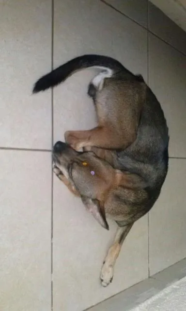 Cachorro ra a SRD idade 7 a 11 meses nome não tem nome