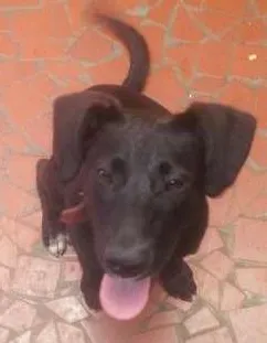 Cachorro raça Labrador idade 2 a 6 meses nome Pretinha